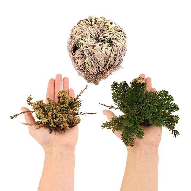 Rose Flower of Jericho Resurrection Plant