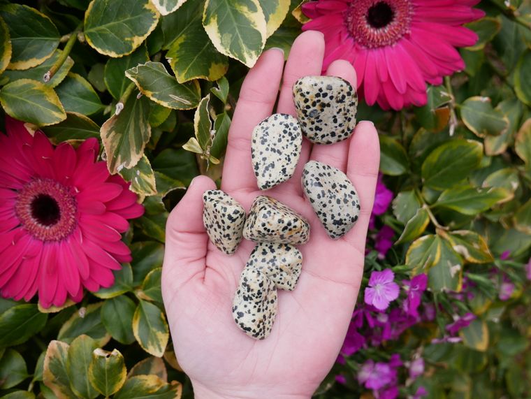 Dalmatian Jasper Tumbled Stones